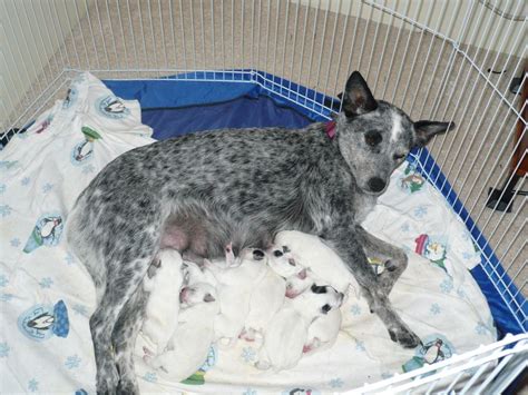 are blue heelers born white.